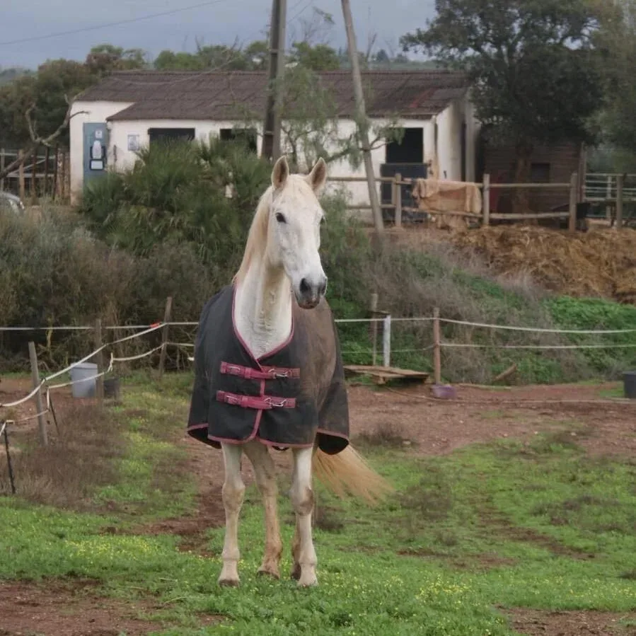 Horses at Quinta Paraíso Alto Horse Riding Centre