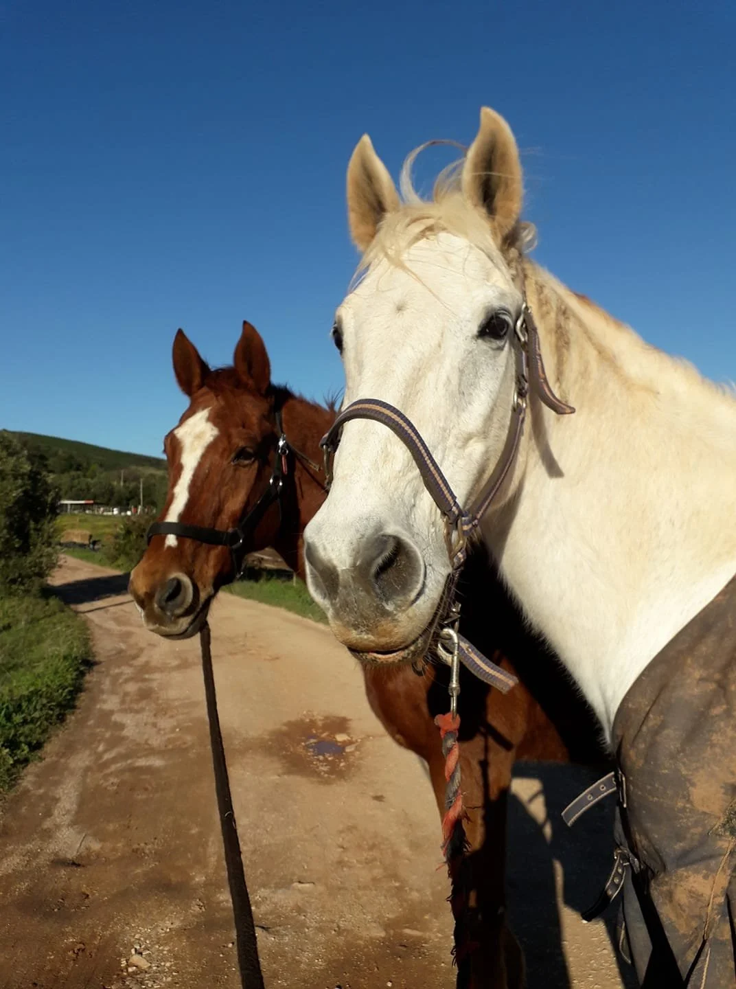 Horse training and lessons at QPA