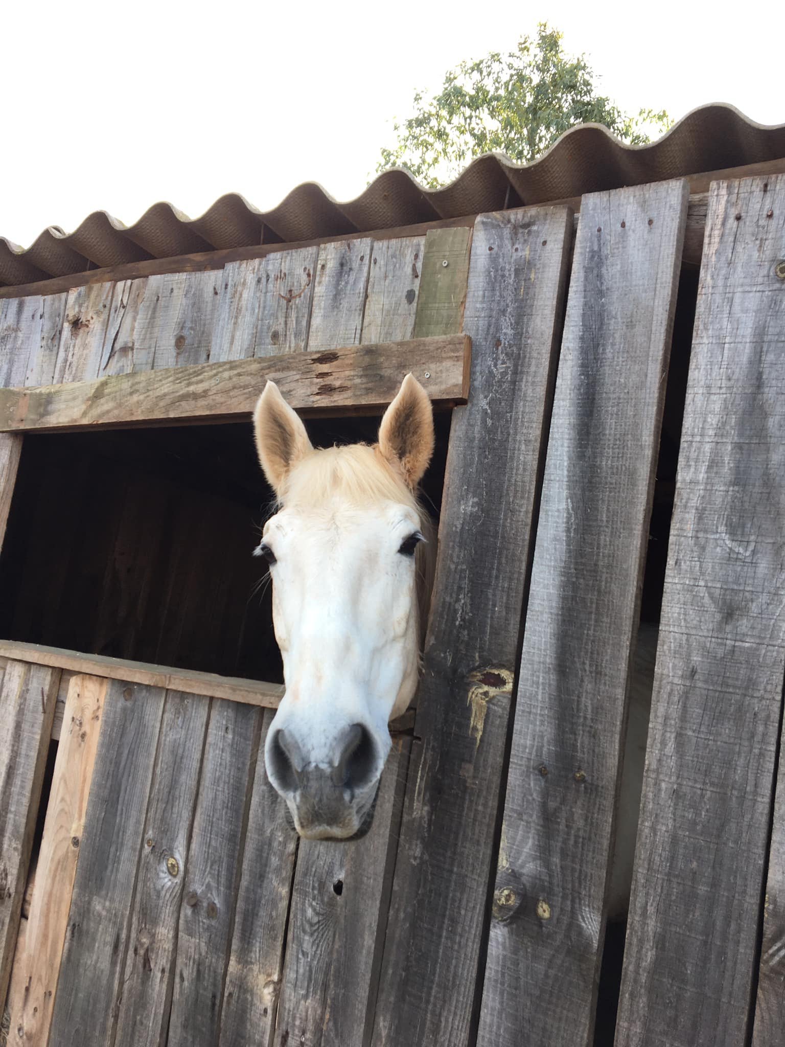 Horses at QPA's livery paddocks in the Algarve