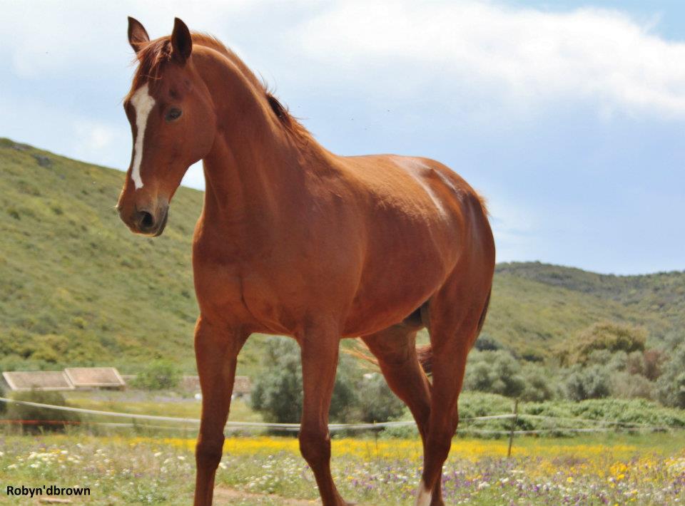 Liveries and training at QPA